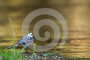 A pied wagtail along the Sorgue river in Provence