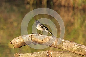 Pied Wagtail at Bandipur NP