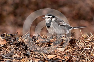 Pied Wagtail on a Brown Seaweed Beach