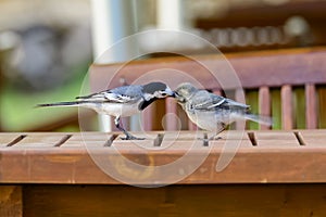 Pied wagtail feeding squab