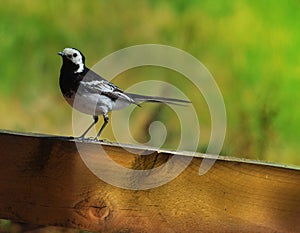 Pied Wagtail on Fence