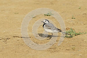 Pied wagtail (motacilla alba)