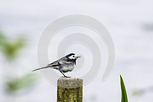 Pied wagtail perching on wooden pal