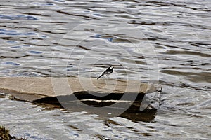 Pied Wagtail on Rock in Grasmere Lake, Lake District, Cumbria, England, UK