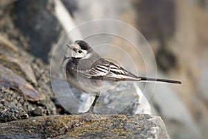 Pied Wagtail on some rocks by the shore