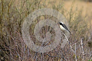 Pied Wheatear