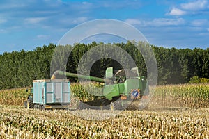 Combine harvester corn and discharge it into the trailer