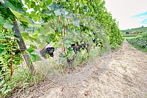 Piedmont Langhe summer vineyards. Color image