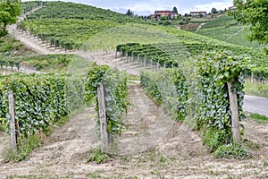 Piedmont Langhe summer vineyards. Color image