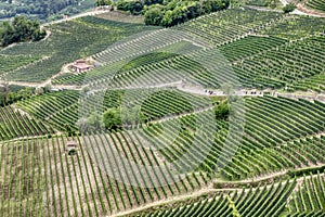 Piedmont Langhe vineyards, Italy. Color image