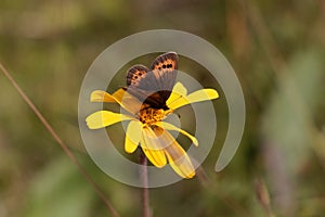 Piedmont ringlet butterfly, Erebia meolans