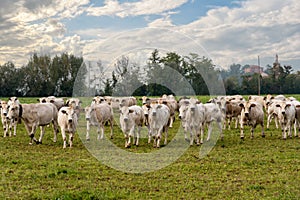 Piedmontese Fassona breed cows