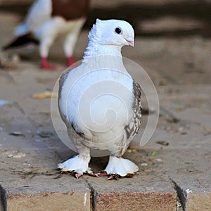 Piegon