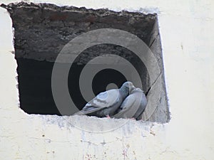 piegons sitting in pairs inside a wall cutout openings