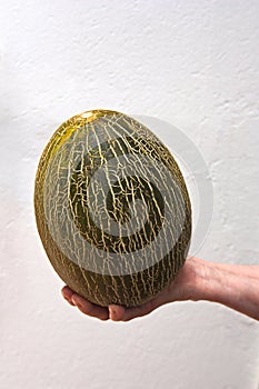 A Piel de Sapo melon in a hand on white neutral background