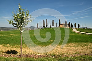 PIENZA, TUSCANY / ITALY - MAR 31, 2017: tuscany landscape, farmland I Cipressini, italian cypress trees with rural white road