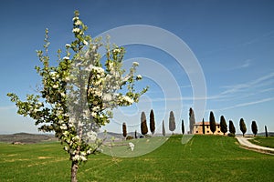 PIENZA, TUSCANY / ITALY - MAR 31, 2017: tuscany landscape, farmland I Cipressini, italian cypress trees with rural white road