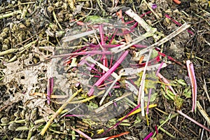 Pieplant Stems on a Compost Heap