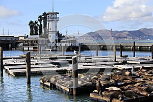 This is PIER 39 and the sea lions