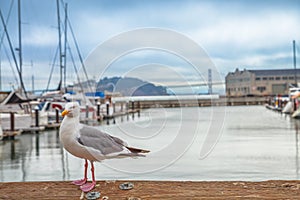 Pier 39 seafront Seagull