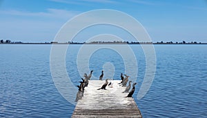 Pier in the Gomez lagoon in Junin, Argentina full of birds called cormorants