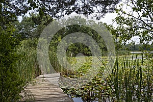 Pier, Lake, Lily Pads, Nature