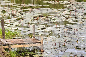 Pier And Lotus