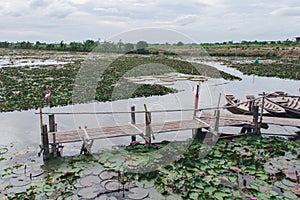 Pier in the lotus pond