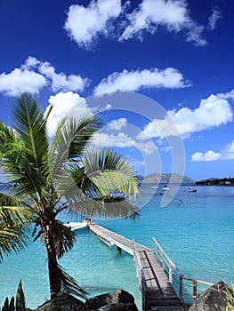 Pier and palm at Tortola island photo