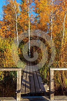 Pier with a path into the autumn colored forest