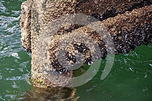 Pier pilings covered in shells and barnacles