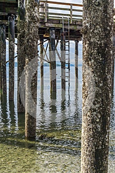 Pier Pilings At Low Tide 3