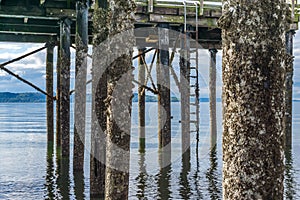 Pier Pilings At Low Tide 4