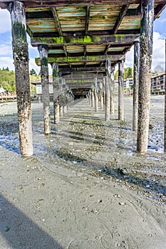 Pier Pilings At Low Tide 7