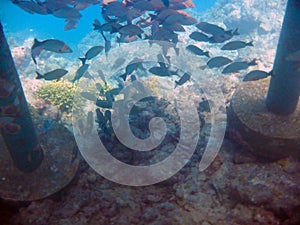 Pier pillars tropical fish Maafushi Reef Maldives