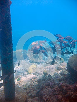 Pier pillars tropical fish Maafushi Reef Maldives