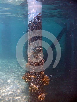 Pier pillars tropical fish Maafushi Reef Maldives