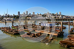 Pier 39 in San Francisco, USA. photo