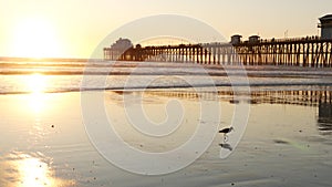 Pier silhouette at sunset, California USA, Oceanside. Ocean tropical beach. Seagull bird near wave