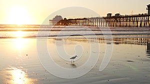 Pier silhouette at sunset, California USA, Oceanside. Ocean tropical beach. Seagull bird near wave