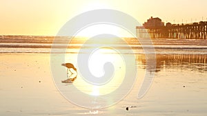 Pier silhouette at sunset, California USA, Oceanside. Ocean tropical beach. Seagull bird near wave