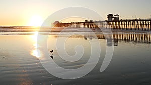 Pier silhouette at sunset, California USA, Oceanside. Ocean tropical beach. Seagull bird near wave