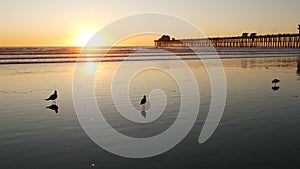 Pier silhouette at sunset, California USA, Oceanside. Ocean tropical beach. Seagull bird near wave