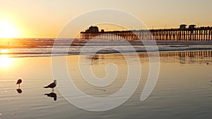 Pier silhouette at sunset, California USA, Oceanside. Ocean tropical beach. Seagull bird near wave