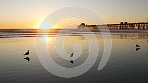 Pier silhouette at sunset, California USA, Oceanside. Ocean tropical beach. Seagull bird near wave