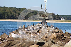 Pier view off cape cod photo