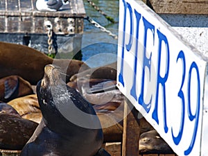 PIER39 of San Francisco