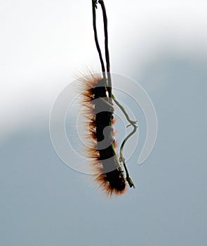 Piercing Catterpillar Dangled