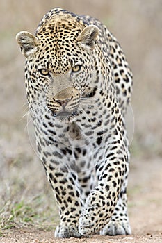 Piercing eyes of a leopard