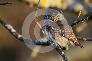 Piercing look of a Eurasian Pygmy Owl